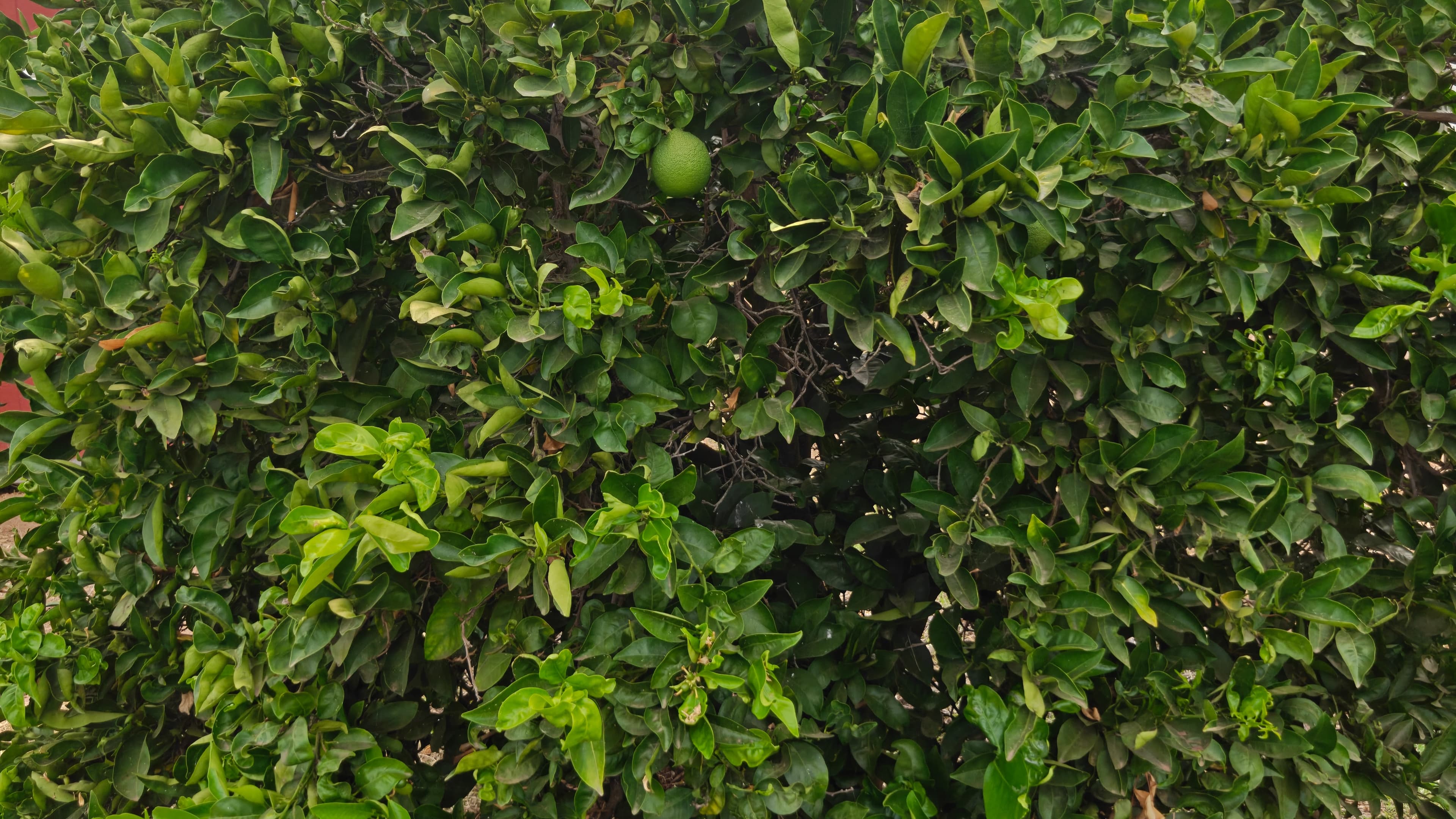 White House Orchard