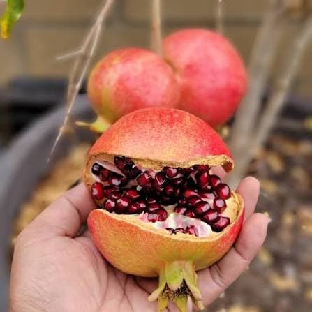 Ariana Pomegranate