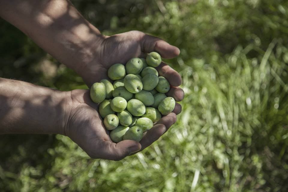 Ascolana Olive