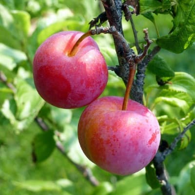 Beauty Plum