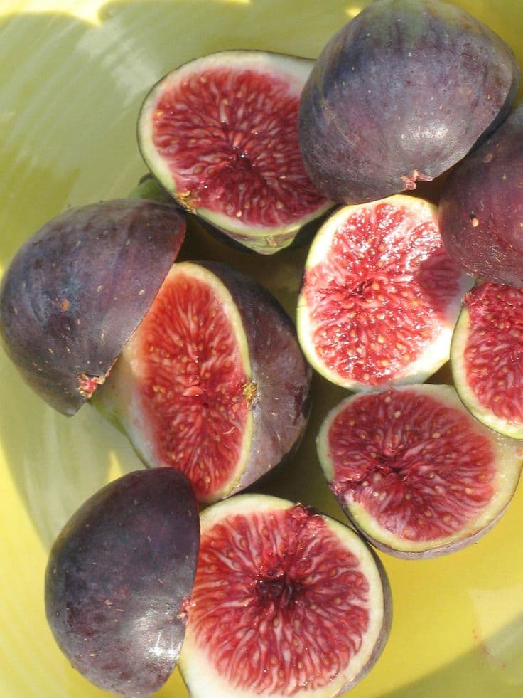Black Madeira Fig