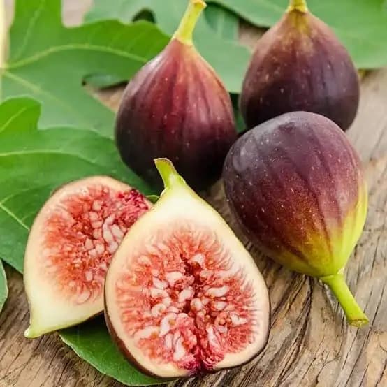 Brown Turkey Fig