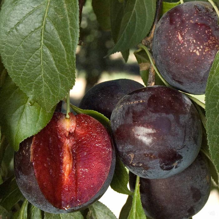 Burgundy Plum