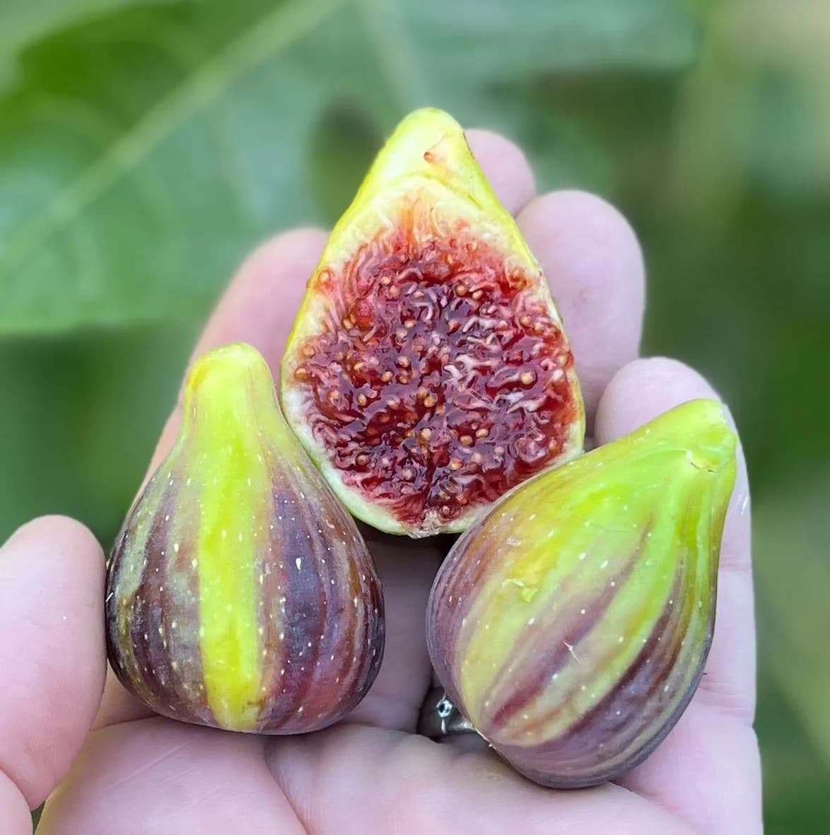 Col de Dame Mutante Fig