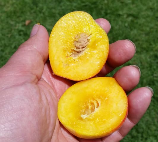 Desert Gold Peach