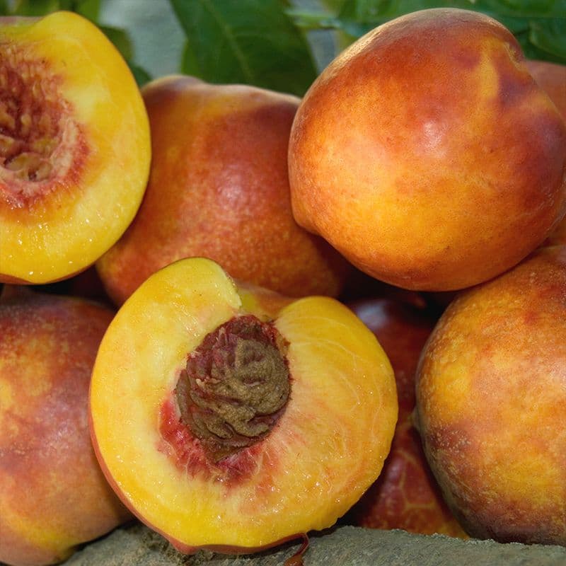 Double Delight Nectarine