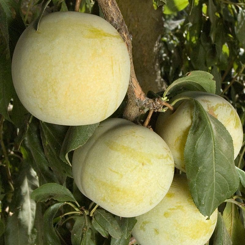 Flavor Queen Pluot