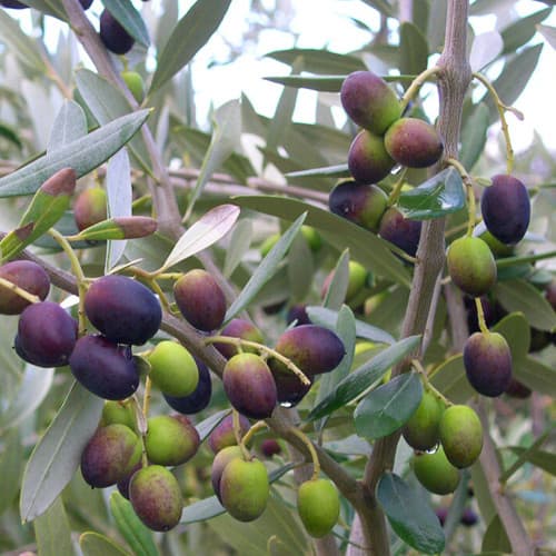 Frantoio Olive