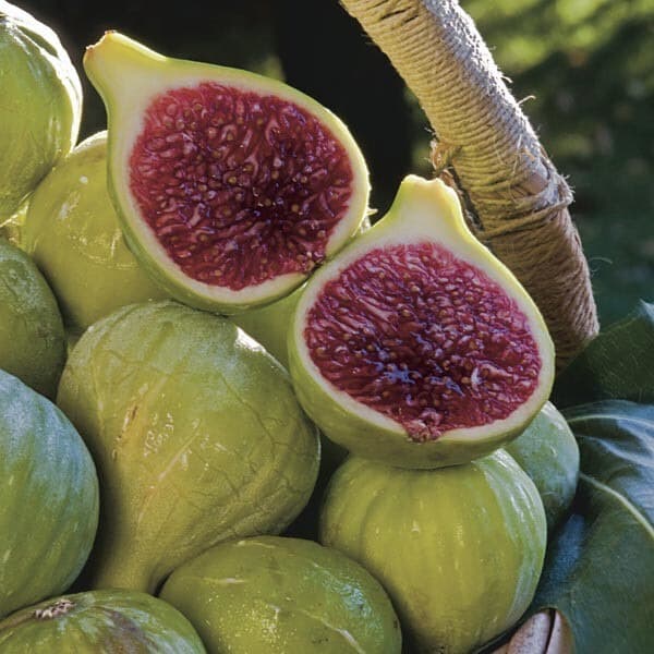 Ischia Fig