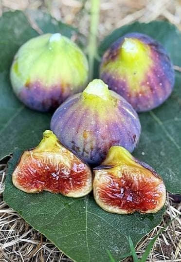 Italian 258 Fig