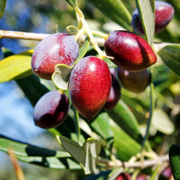Koroneiki Olive