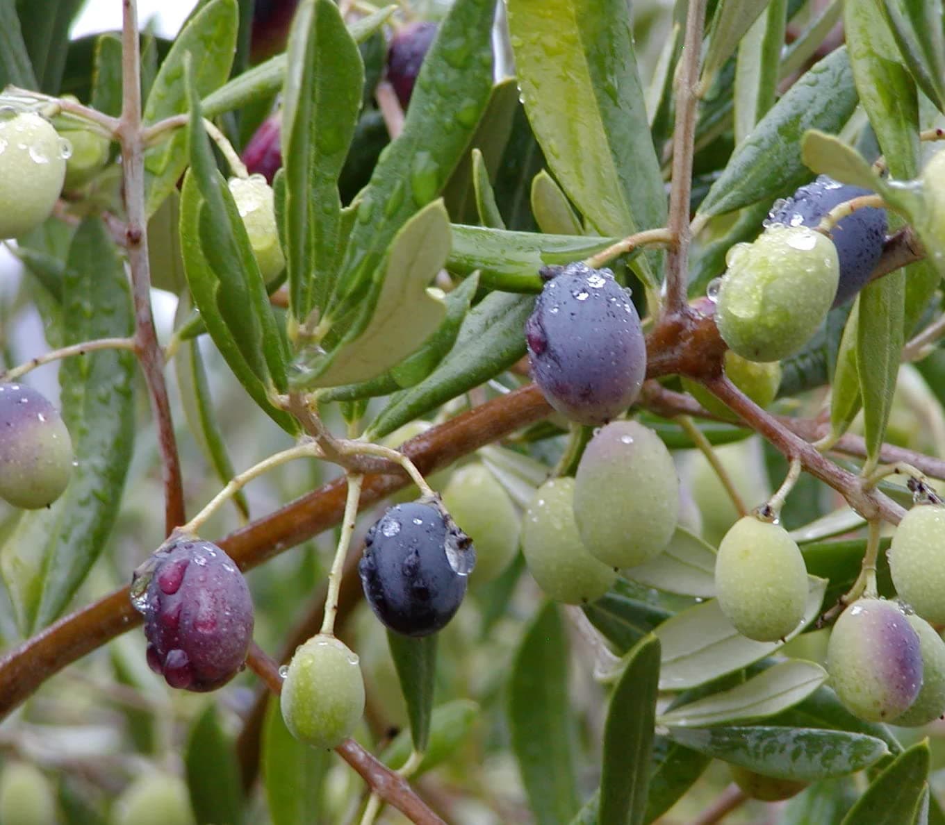 Lucca Olive