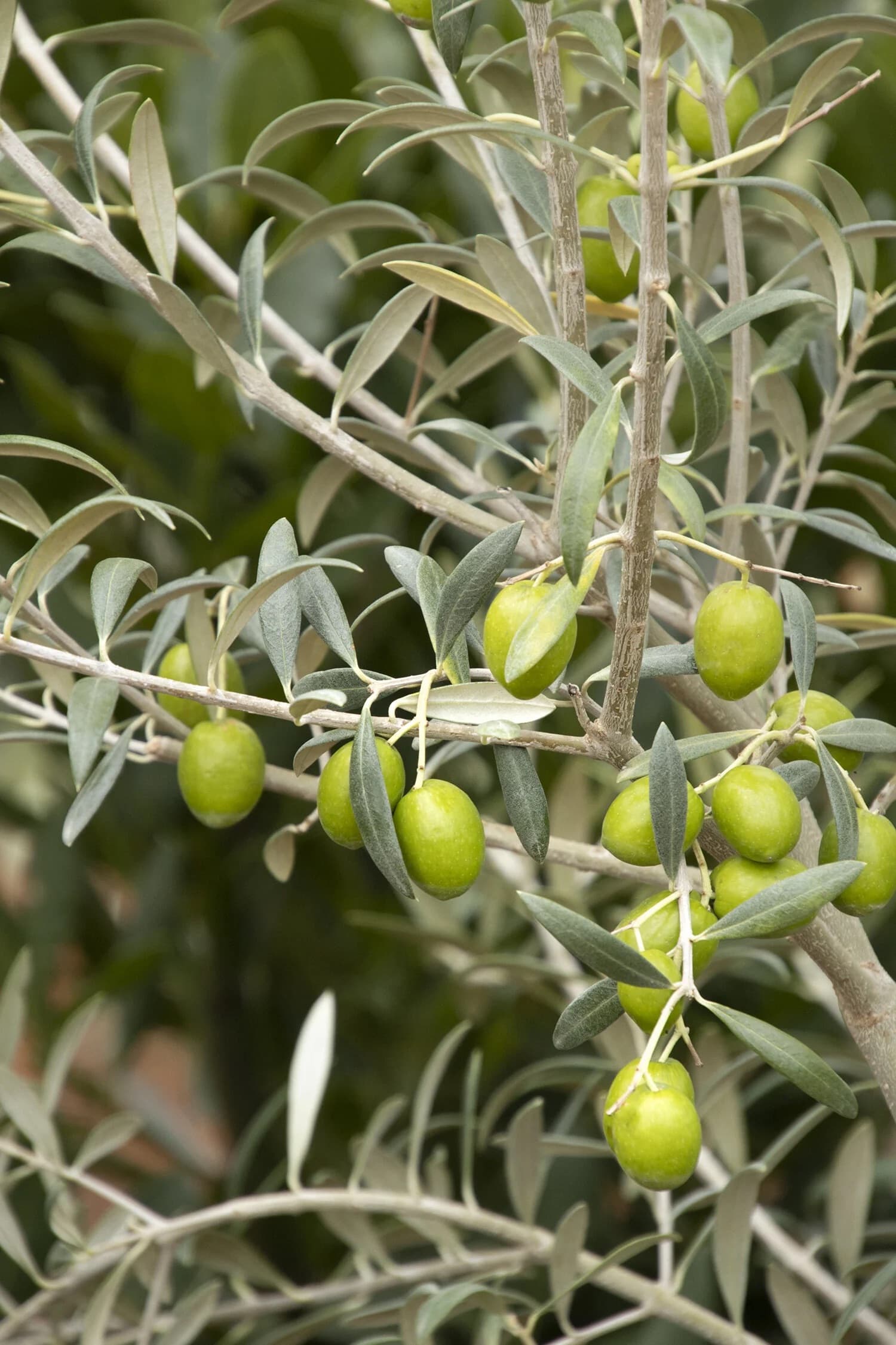 Manzanillo Olive