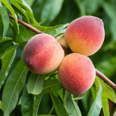 May Pride Peach