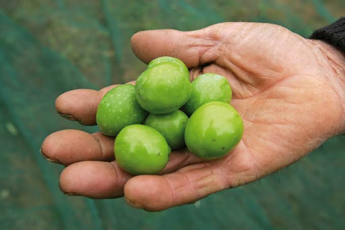 Nocellara del Belice Olive