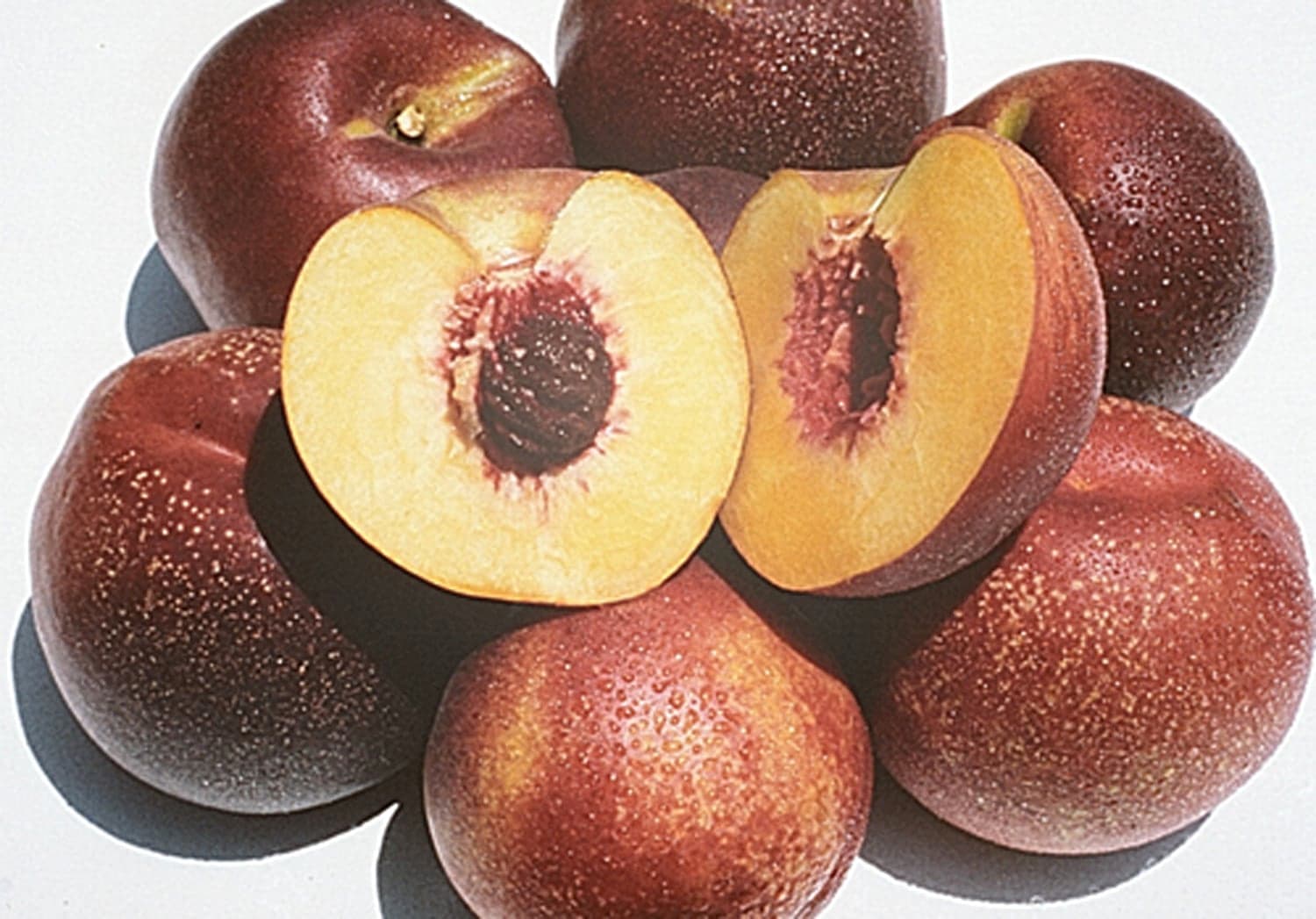 Panamint Nectarine