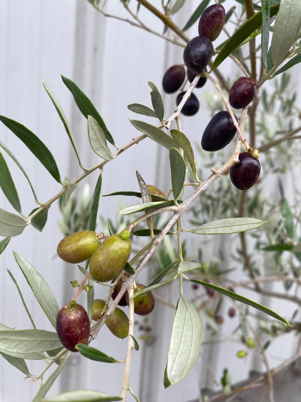 Pendolino Olive