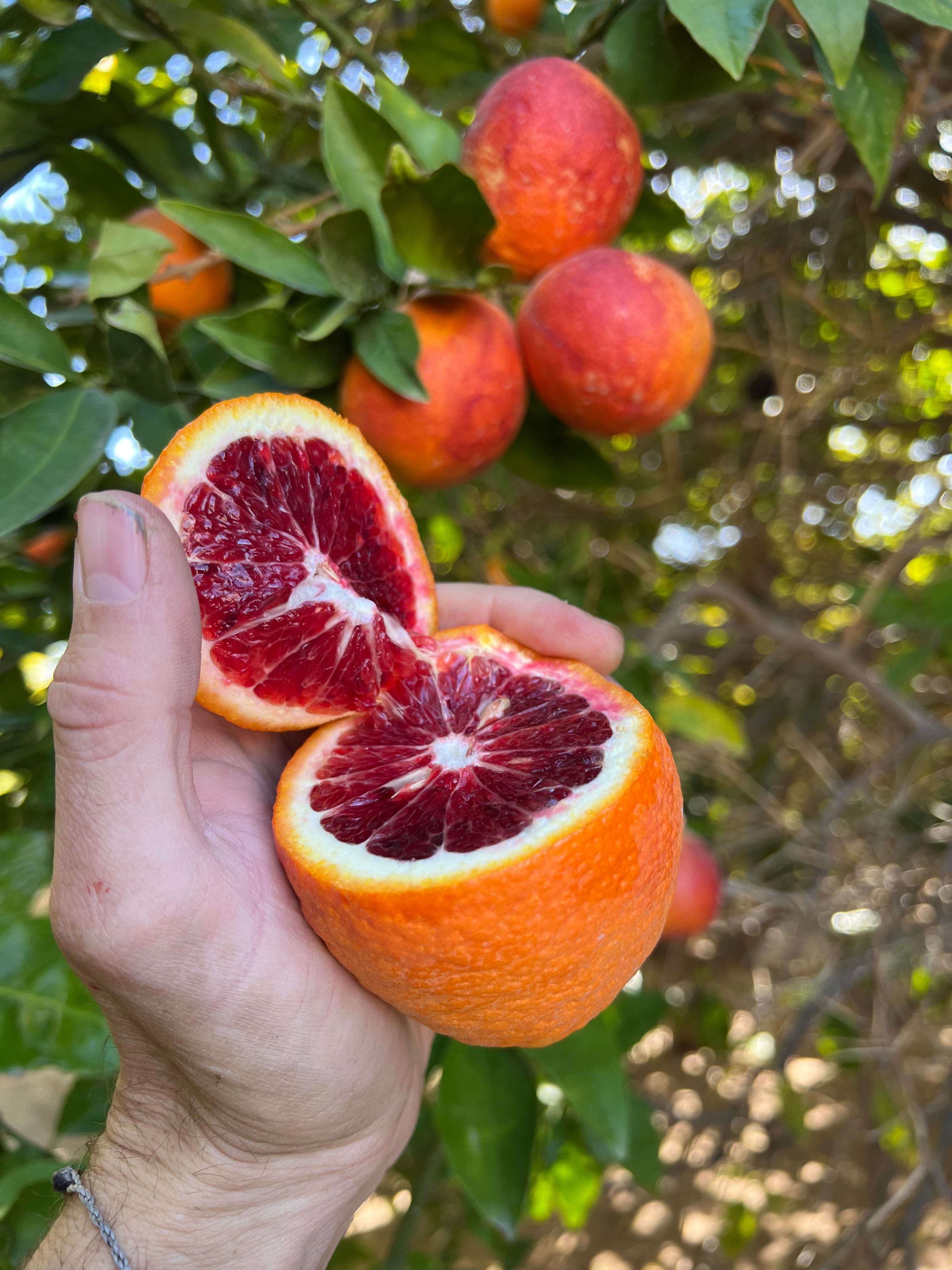 Sanguinello Blood Orange