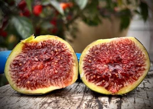 Sicilian 33 Fig