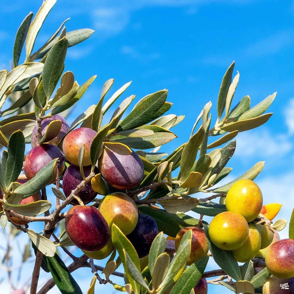 Taggiasca Olive